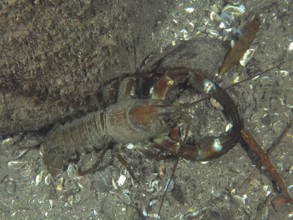 A signal crayfish (Pacifastacus leniusculus), American crayfish, invasive species, crawling on