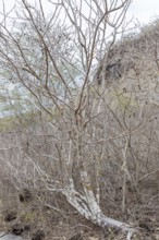 Ipomoea arborescens (Ipomoea), San Cristobal, Galapagos, Ecuador