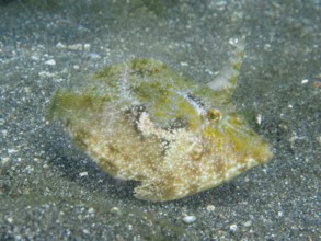 A small seagrass filefish (Acreichthys tomentosus) with a horn-like appendage on a sandy bottom,