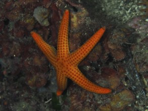Orange-coloured starfish (Hacelia attenuata) on the seabed in a diverse underwater landscape, Les
