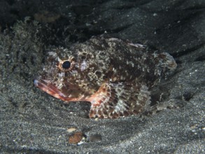 Camouflaged Black scorpionfish (Scorpaena porcus) on sandy seabed, Playa dive site, Los Cristianos,
