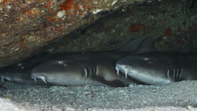 Three Brownbanded bamboo sharks (Chiloscyllium punctatum) lying under a rocky outcrop on a sandy