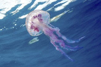 Mauve stinger (Pelagia noctiluca) with long tentacles drifting in the blue ocean water under