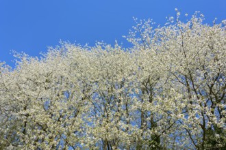 Dense blossom sky above the treetops under a clear blue sky, cherry tree, Seckmauern, Lützelbach,