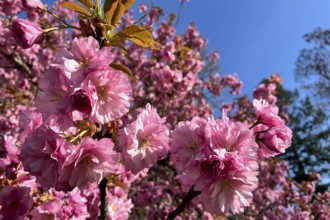 Magnificent tree blossom, ornamental cherry, April, Germany