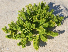 Green plants grow in the light-coloured sand, illuminated by sunlight, sea holly or beach portulaca