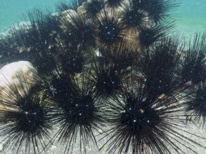 Arbacia lixula with long spines, Diadem sea urchin (Diadema setosum), in the sea, dive site Secret