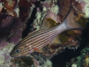 Largetoothed cardinalfish (Cheilodipterus macrodon), Dive Site House Reef, Mangrove Bay, El Quesir,