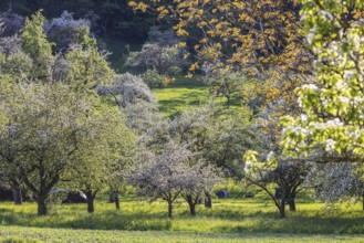 Blossoming fruit trees on the Albtrauf of the Swabian Alb. Erkenbrechtsweiler, Baden-Württemberg,