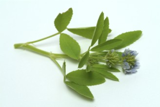 Flower of blue fenugreek, blue fenugreek, Trigonella caerulea, Meliotus coerulea, spice and