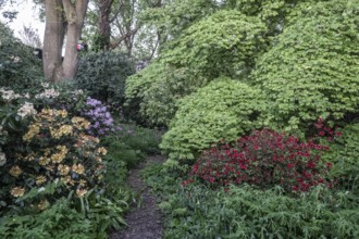 Garden with rhododendron (Rhododendron), Japanese maple (Acer japonicum Aconitifolium) and