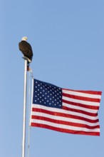 Bald Eagle Haliaeetus leucocephalus Homer, ALASKA, USA February Adult with American flag, National