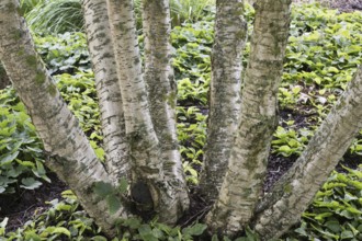 Transcaucasian birch (Betula medwediewii), trunk, Lower Saxony, Germany