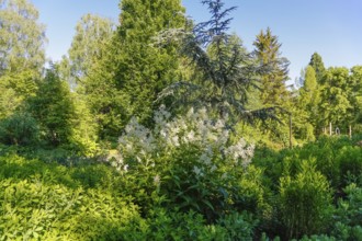 Astilbe, shade shrub, white flowers, herbaceous plant, bedding, near-natural garden, trees, various