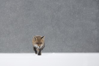 Red fox in the snow, Steinborn, Rhineland-Palatinate, Germany