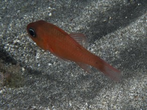 A red mullet king (Apogon imberbis) swimming close to the sandy bottom of the sea, dive site Playa,