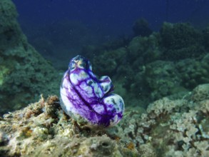 Mystical purple-black golden sea squirt (Polycarpa aurata) on an underwater rock, Spice Reef dive