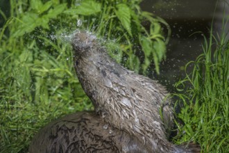 Young otter enjoying a shower, UnterWasserReich, Schrems, Lower Austria, Austria