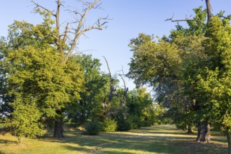 Old lime tree avenue (Tilia) in Eythra, natural monument on Lake Zwenkau, Leipziger Neuseenland,