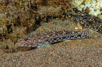 Decorative goby (Istigobius decoratus) sits well camouflaged on a sandy seabed of similar colour,