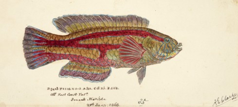 Patrician wrasse, the senator wrasse, the green parrotfish or the purplebanded wrasse, Pictilabrus