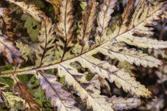 Bead fern (Onoclea sensibilis), autumn foliage, Emsland, Lower Saxony, Germany