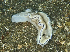 Grey nudibranch with dark lines, black-edged glossodoris (Doriprismatica atromarginata), on sandy