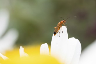 A Common red soldier beetle (Rhagonycha fulva) sitting on a white flower, daisy, with a blurred