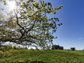 Sunbeams shining through branches of an oak tree (Quercus), Köterberghaus, mountain top, spring