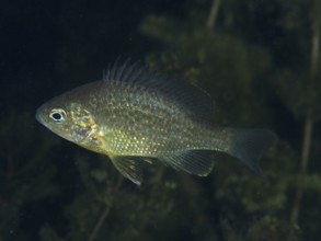 A shiny pumpkinseed sunfish (Lepomis gibbosus) swimming through aquatic plants at night, dive site