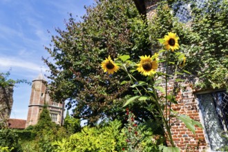 Three sunflowers in front of a brick building, Sissinghurst Castle and Garden, Cranbrook, Kent,