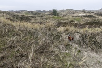 Dune landscape, Amrum, Schleswig-Holstein, Germany