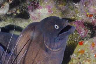 Black moray eel (Muraena augusti), Pasito Blanco reef dive site, Arguineguin, Gran Canaria, Spain,