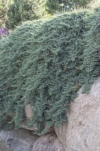 Creeping juniper (Juniperus horizontalis 'Blue Chip')