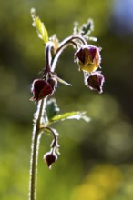 Brooklime (Geum rivale), Bischofswiesen, Berchtesgadener Land, Bavaria, Germany