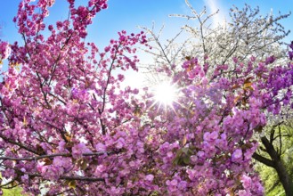 Ornamental cherry in bloom against the light, Augsburg, Bavaria, Germany