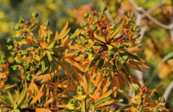 Autumn plants with bright orange and green leaves in a natural environment, tree spurge (Euphorbia