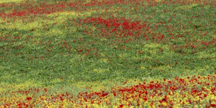Poppy meadow (Papaveraceae) and flowering yellow broom (Genista tinctoria), landscape around San