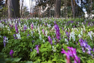 Hollow larkspur (Corydalis cava), English Garden, Munich, Bavaria, Germany