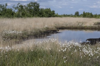 Common cottongrass (Eriophorum angustifolium) in the moor, Emsland, Lower Saxony, Germany