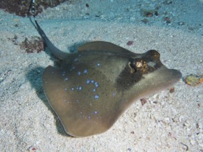 Blue spotted stingray, blue spotted stingray (Neotrygon kuhlii), lying on the sandy seabed, dive