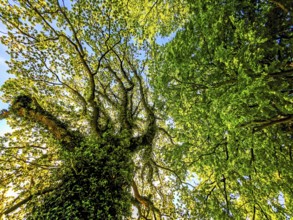 View upwards into the treetops, forest of leaves, branches, tree trunk, spring, blue sky, bright