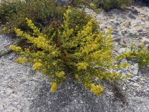 Sticky elecampane, Dittrichia viscosa (Dittrichia viscosa)