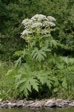 Giant hogweed (Heracleum mantegazzianum) in bloom, North Rhine-Westphalia, Germany
