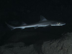 An elegant Common smooth-hound (Mustelus mustelus) swims in the dark, deep sea, dive site Playa,