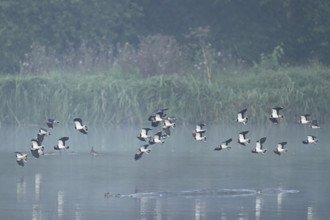 Lapwings (Vanellus vanellus), flying, flying over the Flachsee, nature reserve Reusstal,
