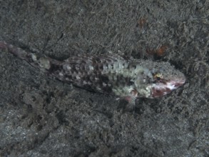 A well camouflaged Mediterranean parrotfish (Sparisoma cretense) resting on the sandy seabed at