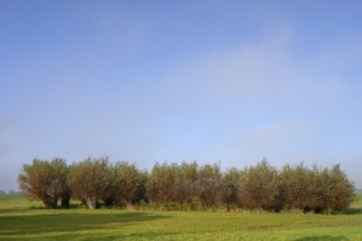 A body of water surrounded by willows (Salix viminalis), formed by dead ice, Othenstorf,