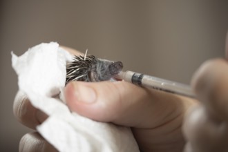 European hedgehog (Erinaceus europaeus) juvenile baby animal being fed milk from a syringe by a