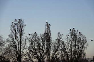 Corvids on a group of trees, winter, Germany